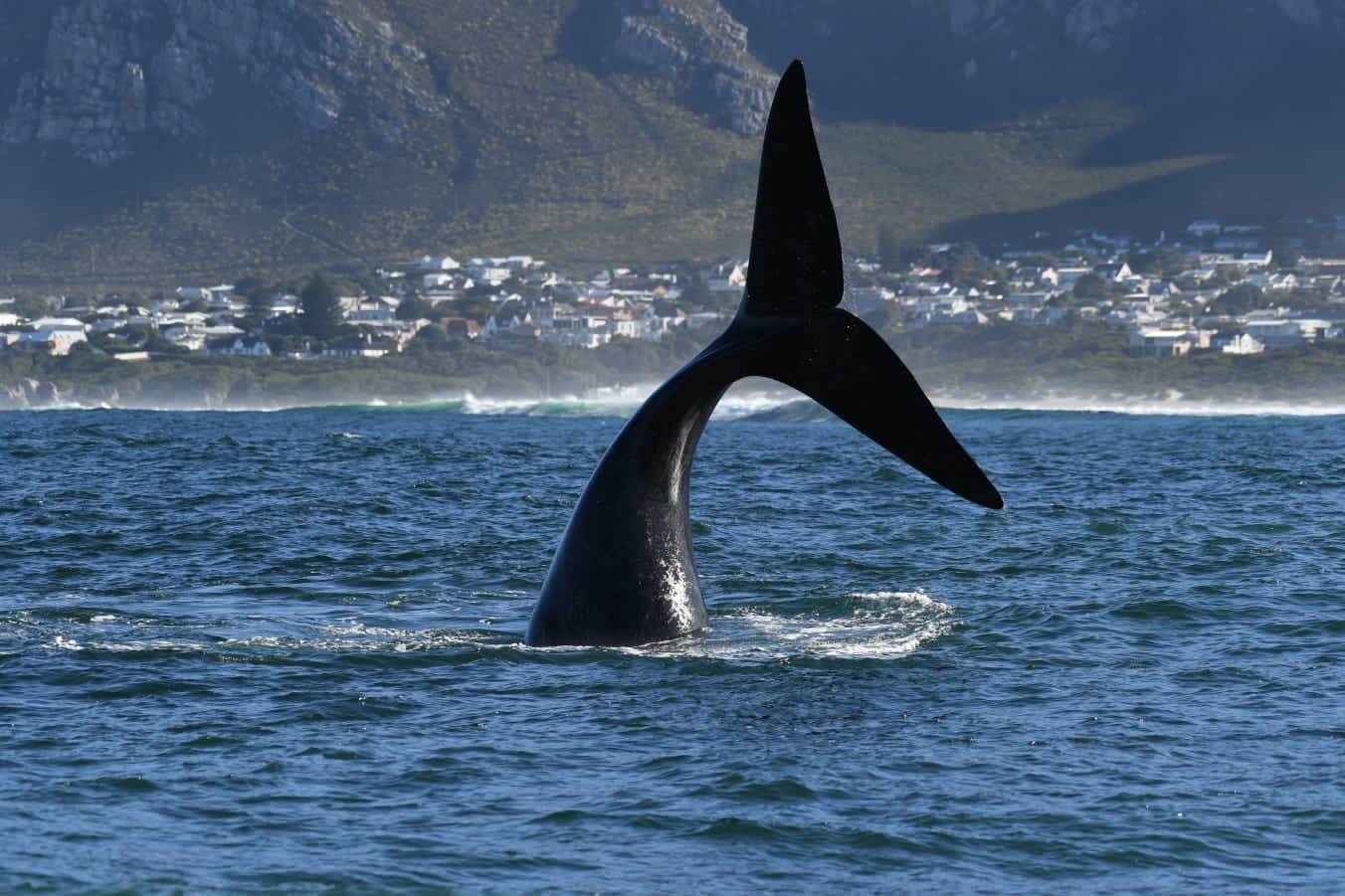 Whale watching 3